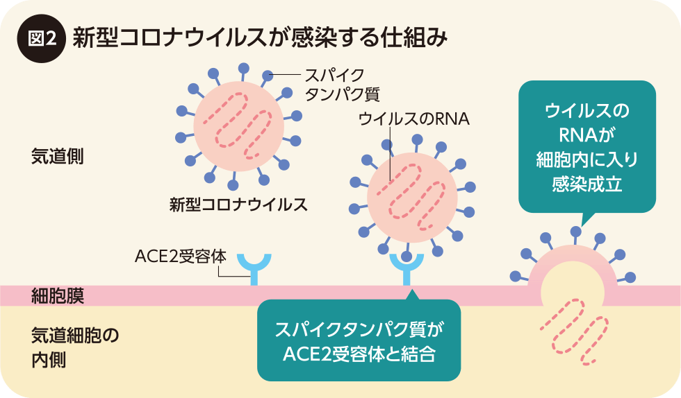 コロナ ウイルス 空気 感染 する か