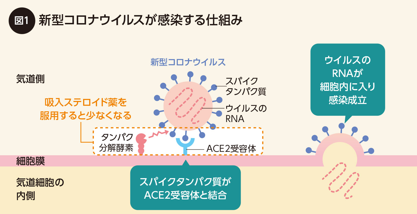 図1 新型コロナウイルスが感染する仕組み