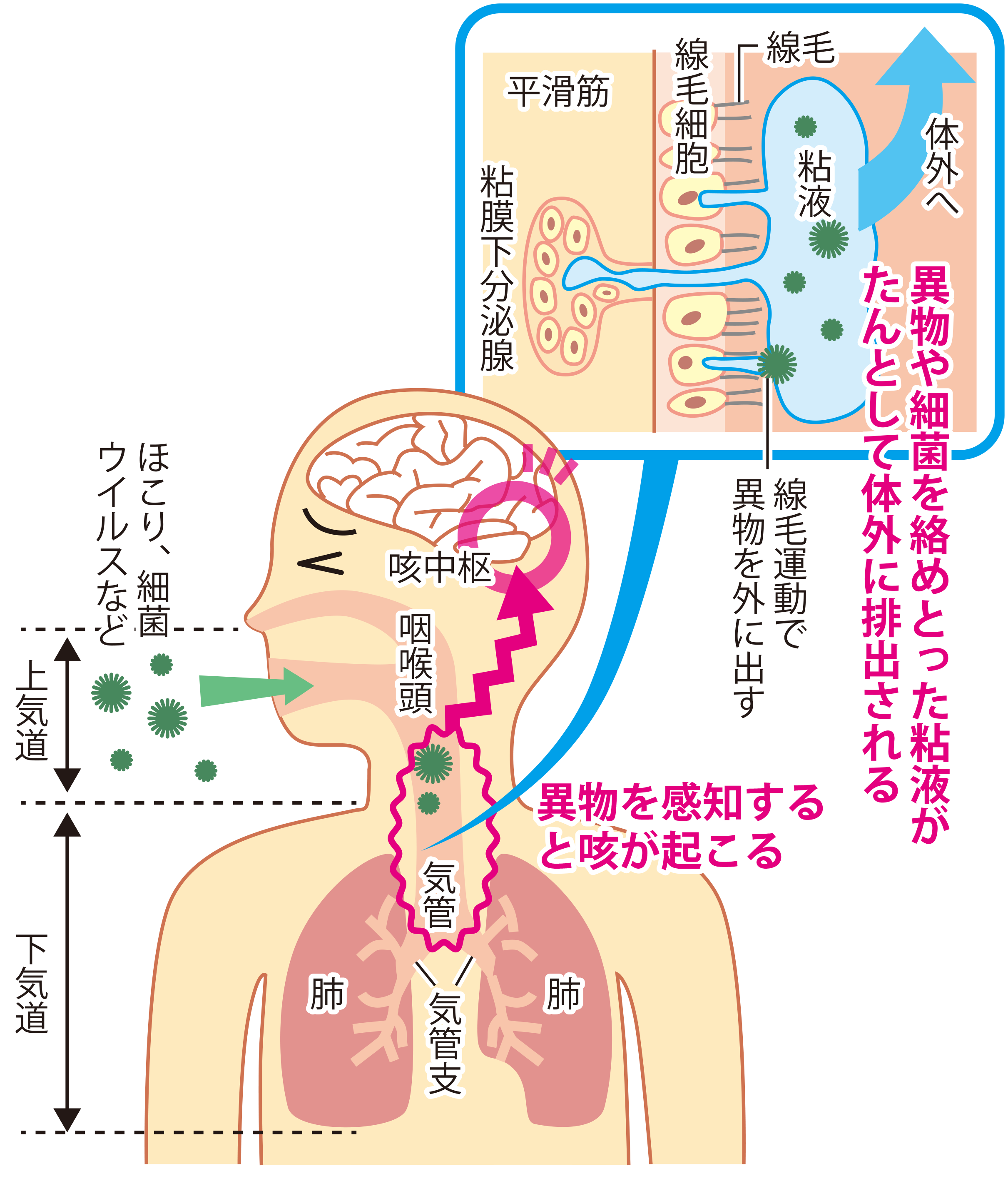 イラスト1　咳とたんのメカニズム